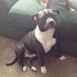 Meet your Posher, Terry